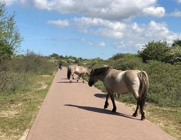 Ceebee - Free Parking *