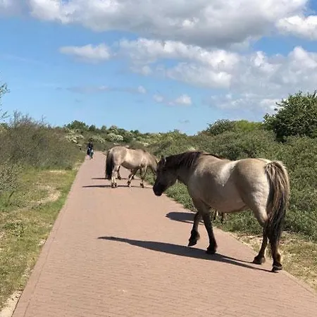 Ceebee - Free Parking *